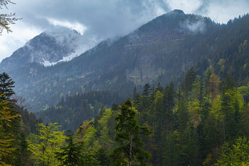 Fototapeta na wymiar Wald mit frischem Grün im Vordergrund und wolkenverhangenen Bergen im Hintergrund