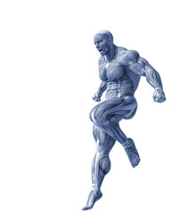 muscle man anatomy in an white background