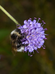 Cookoo bumblebee Bombus norvegicus on devil's-bit scabious flower