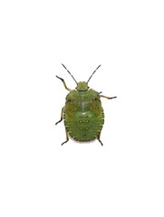 Green shield bug Palomena prasina young nymph on white background