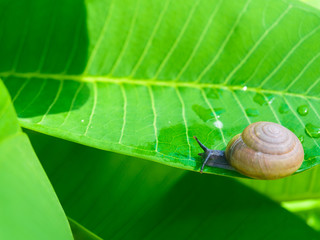 Little snail drinking water from raindrops. Close-up