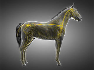 3d rendered anatomy of the equine anatomy - the nervous system - obrazy, fototapety, plakaty