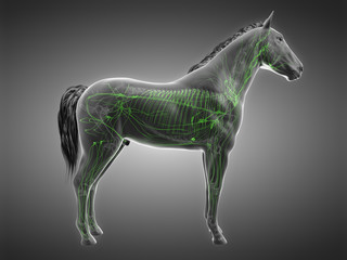 Fototapeta premium 3d rendered anatomy of the equine anatomy - the lymphatic system