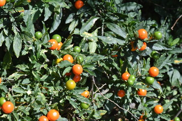 The nightshade species Solanum pseudocapsicum Jerusalem cherry with ripe red fruits