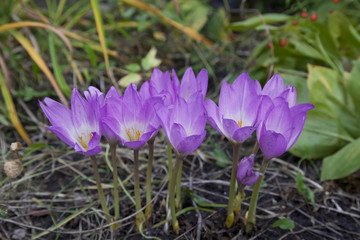 Fototapeta premium purple crocus