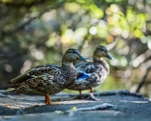 duck in water