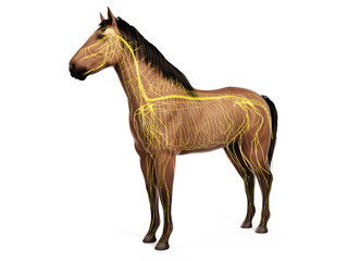 Fototapeta na wymiar 3d rendered anatomy of the equine anatomy - the nervous system