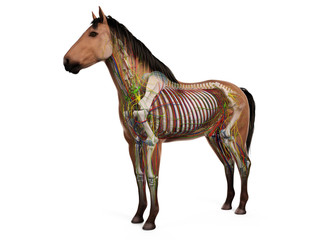 3d rendered anatomy of the equine anatomy