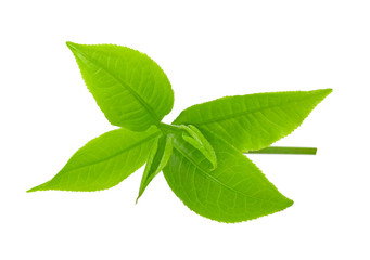 green tea leaf isolated on white background