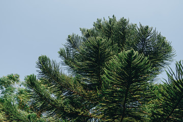 branches of pine tree on background of blue sky