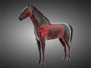 3d rendered anatomy of the equine anatomy  - the vascular system