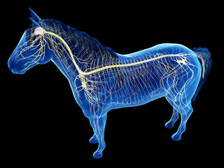 3d rendered anatomy of the equine anatomy - the nervous system © Sebastian Kaulitzki