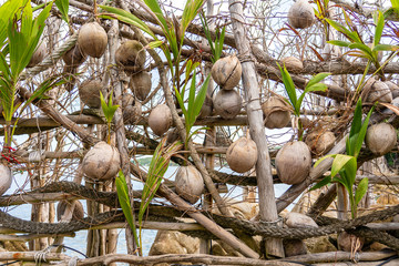A wall of old coconuts on a tropical beach in island Koh Phangan, Thailand. Travel concept