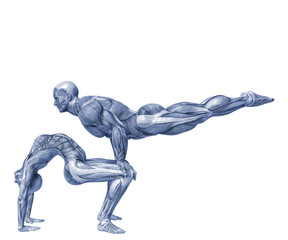 muscle couple man and woman yoga anatomy in an white background