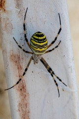 Argiope