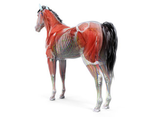 3d rendered anatomy of the equine anatomy © Sebastian Kaulitzki