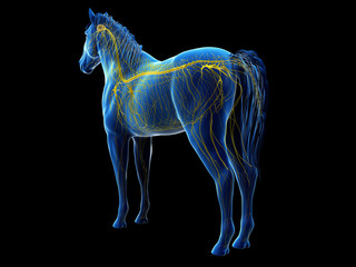 3d rendered anatomy of the equine anatomy - the nervous system