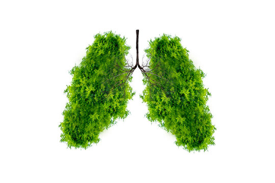 Lung green tree-shaped images, medical concepts, autopsy, 3D display and animals as an element