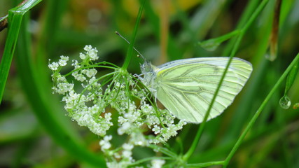 Macro of a beautiful white butterfly on a silver with small white flowers under the rain, sight with drops of water - July, 2019