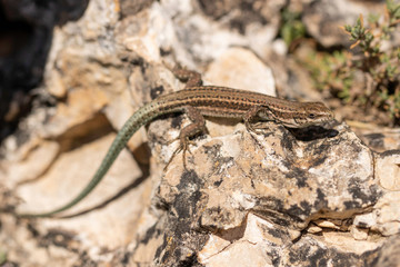 Salamanquesa