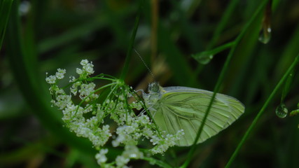 Macro of a beautiful white butterfly on a silver with small whit
