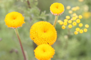 Field of yellow flowers
