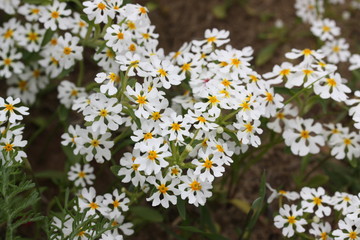 White wild flowers