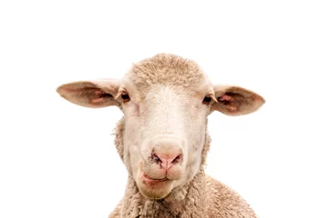 Foto auf Acrylglas A white sheep, face only, chewing, looking at camera, isolated, against white  background, copy space, clean edit,  © Megan Paine