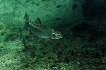 underwater world of Plitvice Lakes, Croatia