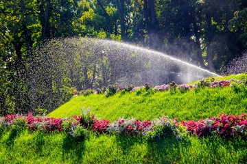 Watering flowers and lawns in the park. Watering the plants. Watering flowers in summer hot weather