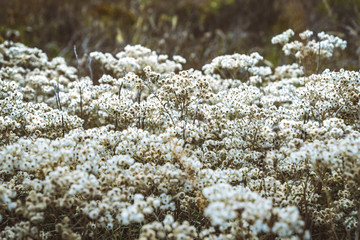 Flowers Whites