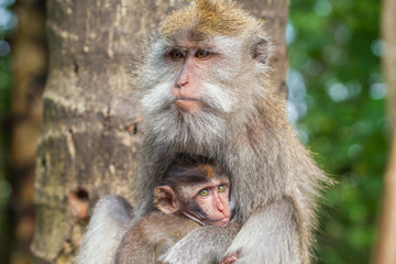 Wild monkey family at sacred monkey forest in Ubud, island Bali, Indonesia