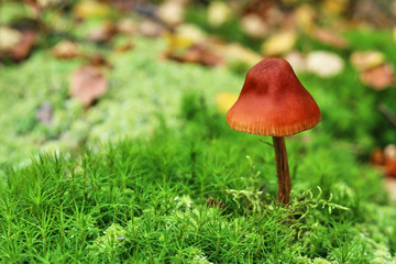Mushroom in the moss on a green background in the autumn forest