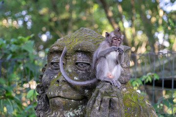 Portrait of a monkey sitting on a stone sculpture of a monkey at sacred monkey forest in Ubud, island Bali, Indonesia . Closeup