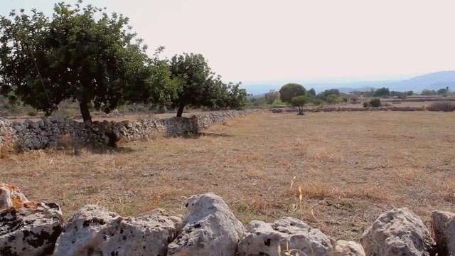Typical Sicilian countryside with olive and almond trees