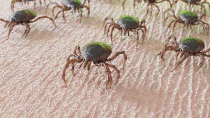 3d rendered illustration of a group of ticks crawling on human skin