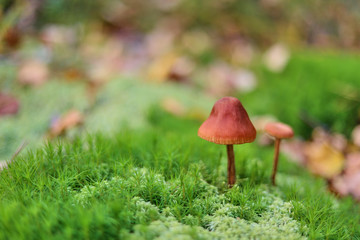 Mushroom in the moss on a green background in the autumn forest