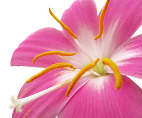 Fototapeta na wymiar Beautiful pink flower isolated on a white background