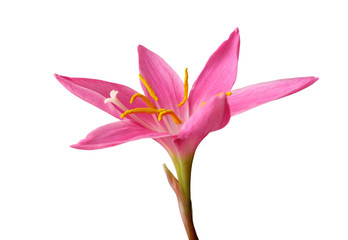 Beautiful pink flower isolated on a white background