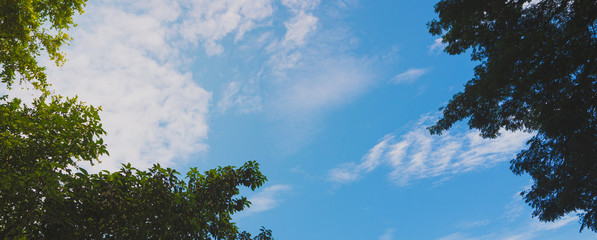 tree and sky background