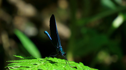 Dragonfly on a fern leaf in the bush