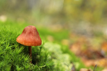 Mushroom in the moss on a green background in the autumn forest