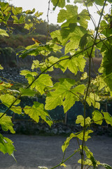 folhas de vinha, videira 