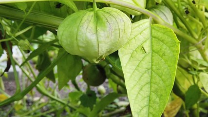 Close up of Tomatillo, also known as the Mexican husk tomato.