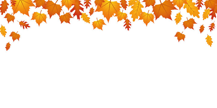 autumn orange and yellow falling leaves on white background vector illustration EPS10
