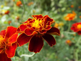 red flower in garden