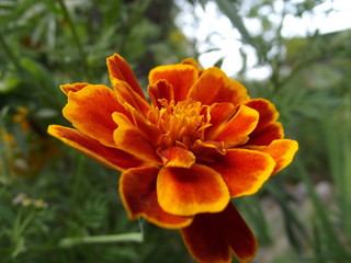 orange flower