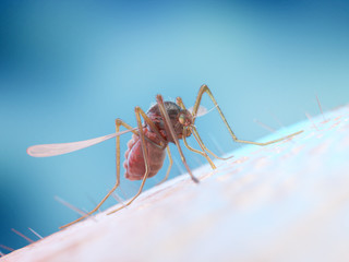 3d rendered illustration of a mosquito on human skin