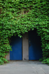 Fototapeta na wymiar old door and the green plant 
