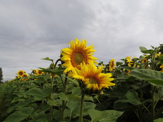 field of sunflowers